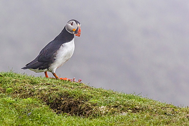 Adult Atlantic puffin (Fratercula arctica) at Sumburgh Head, Mainland Island, Shetland Isles, Scotland, United Kingdom, Europe