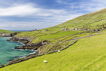 Sheep fences and rock walls along the Dingle Peninsula, County Kerry, Munster, Republic of Ireland, Europe