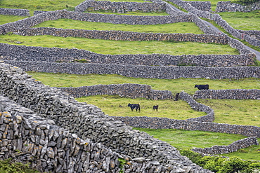 Rock walls create small paddocks for sheep and cattle on Inisheer, the easternmost of the Aran Islands, Republic of Ireland, Europe