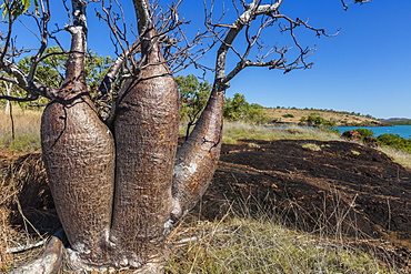 The Australian boab tree (Adansonia gregorii), Camden Harbour, Kimberley, Western Australia, Australia, Pacific