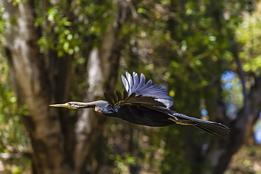 An Australian darter (Anhinga novaehollandiae) in flight on the Ord River, Kimberley, Western Australia, Australia, Pacific