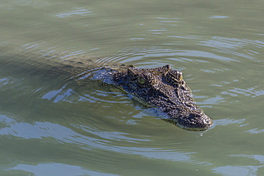 An adult wild saltwater crocodile (Crocodylus porosus) in the Hunter River in Mitchell River National Park, Kimberley, Western Australia, Australia, Pacific