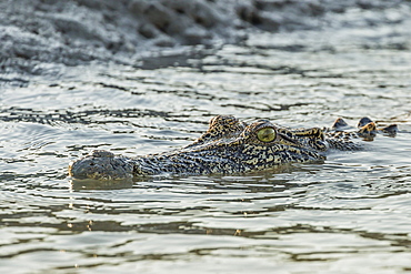 An adult wild saltwater crocodile (Crocodylus porosus) in the Hunter River in Mitchell River National Park, Kimberley, Western Australia, Australia, Pacific