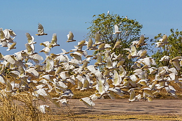 Adult little corellas (Cacatua sanguinea) in flight in Wyndham, Kimberley, Western Australia, Australia, Pacific