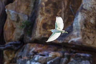 White morph of the Pacific reef heron (Egretta sacra), Mitchell River National Park, Kimberley, Western Australia, Australia, Pacific