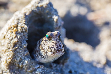 An adult mudskipper, subfamily Oxudercinae, in mud burrow on the mud flats of Vansittart Bay, Kimberley, Western Australia, Australia, Pacific