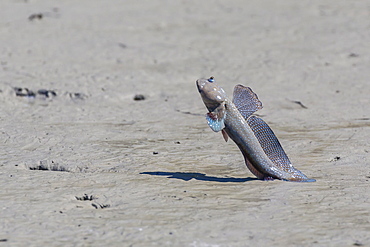 An adult male mudskipper, subfamily Oxudercinae, displaying to other males on the Hunter River, Kimberley, Western Australia, Australia, Pacific