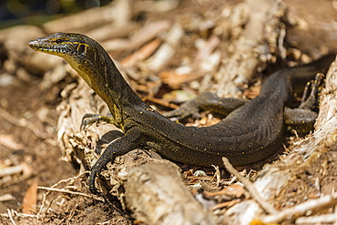 An adult Mertens' water monitor (Varanus mertensi) on the banks of the Ord River, Kimberley, Western Australia, Australia, Pacific