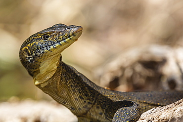 An adult Mertens' water monitor (Varanus mertensi) on the banks of the Ord River, Kimberley, Western Australia, Australia, Pacific