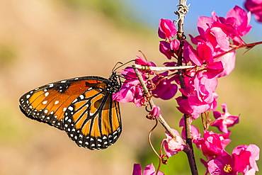 Queen butterfly (Danaus gilippus) on queen's wreath (Antigonon leptopus), Himalaya Beach, Sonora, Mexico, North America