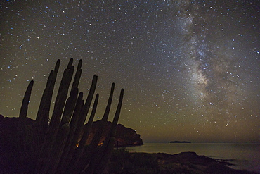 Night view of the Milky Way with organ pipe cactus (Stenocereus thurberi) in foreground, Himalaya Beach, Sonora, Mexico, North America