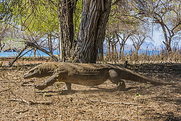 Adult Komodo dragon (Varanus komodoensis) in Komodo National Park, Komodo Island, Indonesia, Southeast Asia, Asia