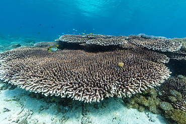 Underwater reef system on pink sand beach, Komodo National Park, Komodo Island, Indonesia, Southeast Asia, Asia