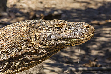 Adult Komodo dragon (Varanus komodoensis), in Komodo National Park, Komodo Island, Indonesia, Southeast Asia, Asia