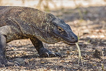 Adult Komodo dragon (Varanus komodoensis), in Komodo National Park, Komodo Island, Indonesia, Southeast Asia, Asia