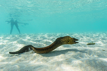 Yellowmargin moray eel (Gymnothorax flavimarginatus) underwater on pink sand beach, Komodo National Park, Komodo Island, Indonesia, Southeast Asia, Asia