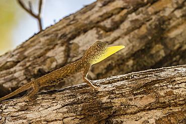 An adult male flying dragon (Draco spp), displaying its dewlap, Komodo National Park, Komodo Island, Indonesia, Southeast Asia, Asia