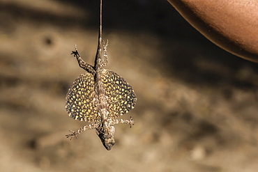 An adult flying dragon (Draco spp), an agamid lizard, Komodo National Park, Komodo Island, Indonesia, Southeast Asia, Asia