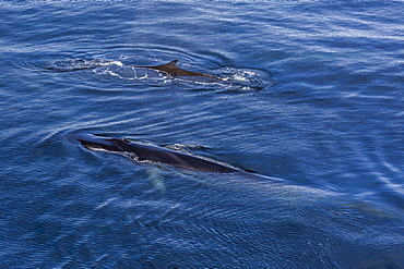 Possible cow and calf fin whale (Balaenoptera physalus) surfacing near Hornsund, Spitsbergen, Svalbard, Arctic, Norway, Scandinavia, Europe