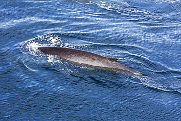 Adult fin whale (Balaenoptera physalus) surfacing near Hornsund, Spitsbergen, Svalbard, Arctic, Norway, Scandinavia, Europe