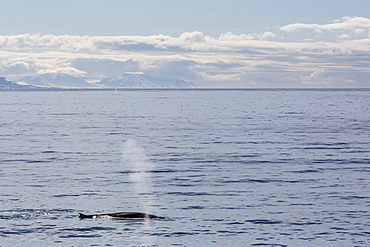 Adult fin whale (Balaenoptera physalus) surfacing near Hornsund, Spitsbergen, Svalbard, Arctic, Norway, Scandinavia, Europe