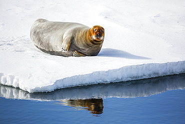 Adult bearded seal (Erignathus barbatus) hauled out on ice in Olga Strait, Svalbard, Arctic, Norway, Scandinavia, Europe