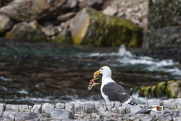 Adult glaucous gull (Larus hyperboreus) with bird kill at Bjornoya, Bear Island, Norway, Scandinavia, Europe