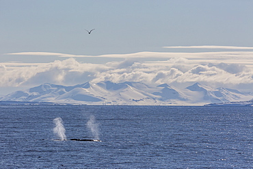 Adult humpback whales (Megaptera novaeangliae) feeding off the west coast of Spitsbergen, Svalbard, Arctic, Norway, Scandinavia, Europe