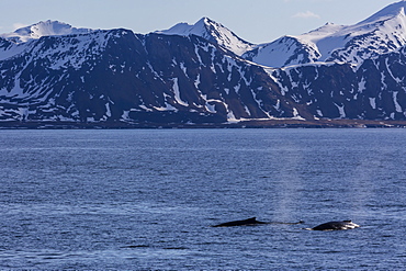 Adult humpback whales (Megaptera novaeangliae) feeding off the west coast of Spitsbergen, Svalbard, Arctic, Norway, Scandinavia, Europe