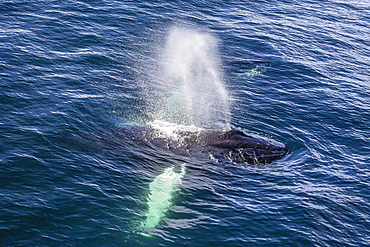 Adult humpback whale (Megaptera novaeangliae) feeding off the west coast of Spitsbergen, Svalbard, Arctic, Norway, Scandinavia, Europe