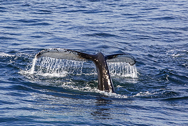 Adult humpback whale (Megaptera novaeangliae) flukes-up dive off the west coast of Spitsbergen, Svalbard, Arctic, Norway, Scandinavia, Europe