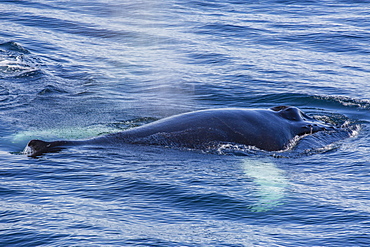 Adult humpback whale (Megaptera novaeangliae) feeding off the west coast of Spitsbergen, Svalbard, Arctic, Norway, Scandinavia, Europe