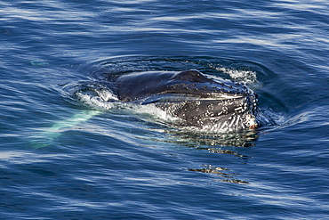 Adult humpback whale (Megaptera novaeangliae) feeding off the west coast of Spitsbergen, Svalbard, Arctic, Norway, Scandinavia, Europe