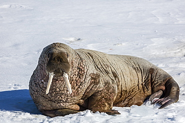 Adult bull Atlantic walrus (Odobenus rosmarus rosmarus) hauled out on ice in Storfjorden, Svalbard, Arctic, Norway, Scandinavia, Europe