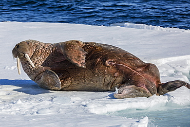 Adult bull Atlantic walrus (Odobenus rosmarus rosmarus) rolling on its back on ice in Storfjorden, Svalbard, Arctic, Norway, Scandinavia, Europe