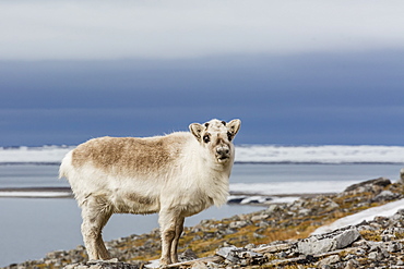 Svalbard reindeer (Rangifer tarandus) losing its winter coat in Varsolbukta, Bellsund, Spitsbergen, Arctic, Norway, Scandinavia, Europe