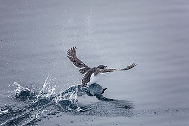 Adult Brunnich's guillemots (Uria lomvia) taking flight at Alkefjelet, Cape Fanshawe, Spitsbergen, Svalbard, Arctic, Norway, Scandinavia, Europe