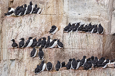 Adult Brunnich's guillemots (Uria lomvia) nesting on narrow ledges at Alkefjelet, Cape Fanshawe, Spitsbergen, Svalbard, Arctic, Norway, Scandinavia, Europe