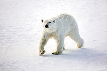 Adult polar bear (Ursus maritimus) on first year sea ice in Olga Strait, near Edgeoya, Svalbard, Arctic, Norway, Scandinavia, Europe