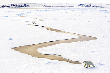 Adult polar bear (Ursus maritimus) on first year sea ice in Olga Strait, near Edgeoya, Svalbard, Arctic, Norway, Scandinavia, Europe