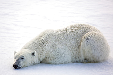 Adult polar bear (Ursus maritimus) on first year sea ice in Olga Strait, near Edgeoya, Svalbard, Arctic, Norway, Scandinavia, Europe