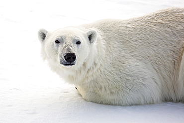 Adult polar bear (Ursus maritimus) on first year sea ice in Olga Strait, near Edgeoya, Svalbard, Arctic, Norway, Scandinavia, Europe