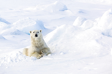 Adult polar bear (Ursus maritimus) in day bed on first year sea ice in Olga Strait, near Edgeoya, Svalbard, Arctic, Norway, Scandinavia, Europe