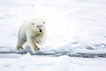 Adult polar bear (Ursus maritimus) leaping across open lead in first year sea ice in Olga Strait, near Edgeoya, Svalbard, Arctic, Norway, Scandinavia, Europe