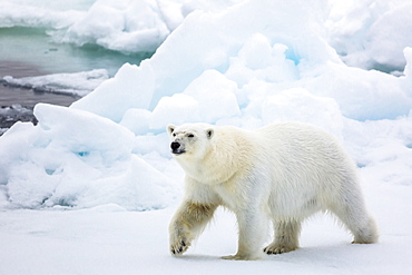 Adult polar bear (Ursus maritimus) on first year sea ice in Olga Strait, near Edgeoya, Svalbard, Arctic, Norway, Scandinavia, Europe