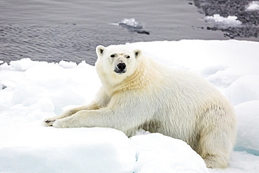 Adult polar bear (Ursus maritimus) on first year sea ice in Olga Strait, near Edgeoya, Svalbard, Arctic, Norway, Scandinavia, Europe