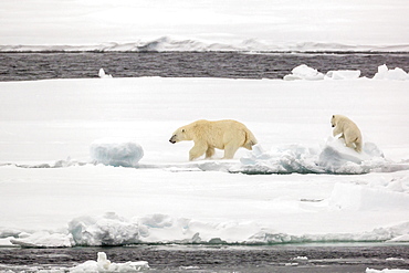 Mother and calf polar bear (Ursus maritimus) on first year sea ice in Olga Strait, near Edgeoya, Svalbard, Arctic, Norway, Scandinavia, Europe