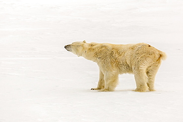 Adult polar bear (Ursus maritimus) on first year sea ice near Cape Fanshawe, Spitsbergen, Svalbard, Arctic, Norway, Scandinavia, Europe