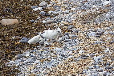 Adult arctic fox (Vulpes lagopus) losing its winter coat for its summer coat, Gnalodden, Hornsund, Spitsbergen, Svalbard, Arctic, Norway, Scandinavia, Europe