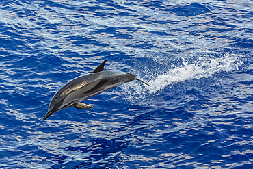 Adult striped dolphin (Stenella coeruleoalba) leaping near La Gomera, Canary Islands, Spain, Atlantic, Europe